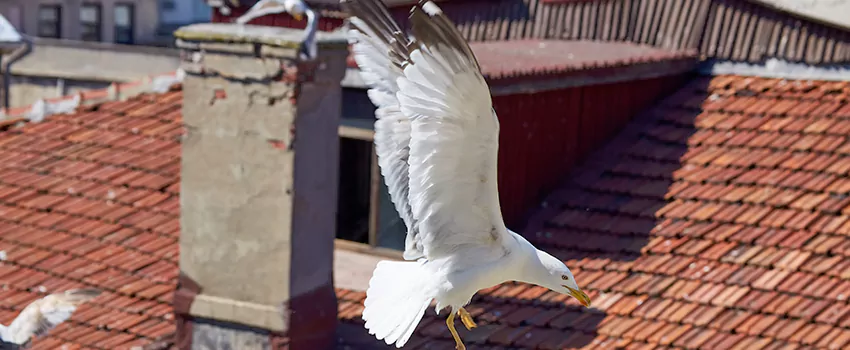 Residential Chimney Animal Removal Solution in Clemmons, NC